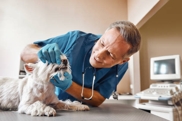 Best Emergency Dental Care for Broken or Chipped Teeth in Coldwater, MS